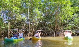 Wildlife & Mangrove Kayak