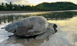 Ostional Turtle Nesting Tour