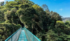Treetops Monteverde (Hanging Bridges & Sloths)