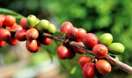 Coffee Tour at Diria Hojancha