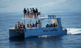 Private Dolphins & Snorkeling Garza 3.5 hrs