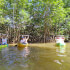 Wildlife & Mangrove Kayak