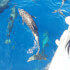 Private 3 in 1 Adventure Fishing Nimbu (1-10pax)
