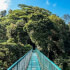 Treetops Monteverde (Hanging Bridges & Sloths)
