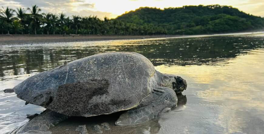 Ostional Turtle Nesting Tour