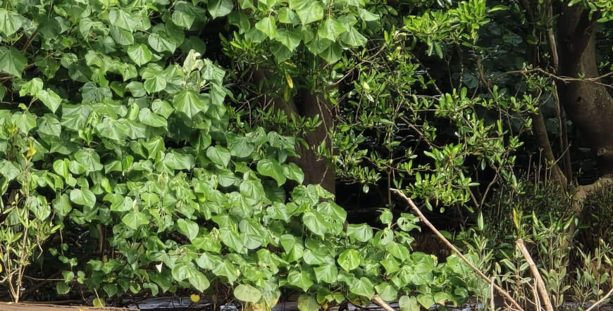 Palo Verde Boat Tour