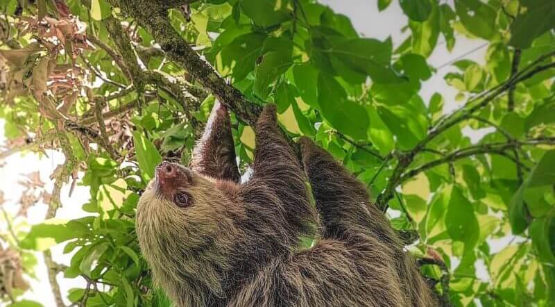 Waterfall & Sloths Arenal