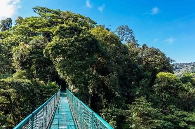 Treetops Monteverde (Hanging Bridges & Sloths)
