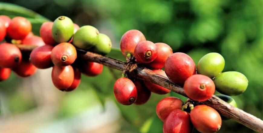 Coffee Tour at Diria Hojancha