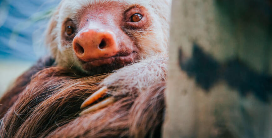 Zipline & Sloths Monteverde