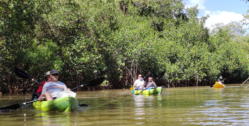 Wildlife & Mangrove Kayak